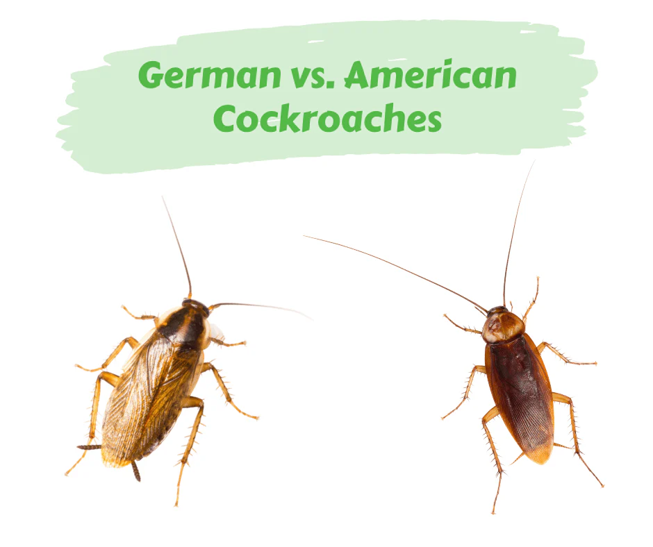 German vs American Cockroach: Clear Traits to Spot the Difference