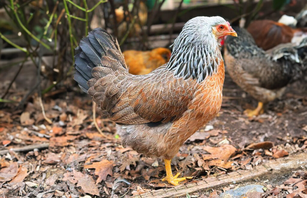 Prairie Bluebell Egger Breed Guide: Traits, Eggs, Care Tips